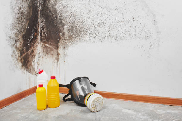 Best Residential Mold Removal  in Old Stine, CA