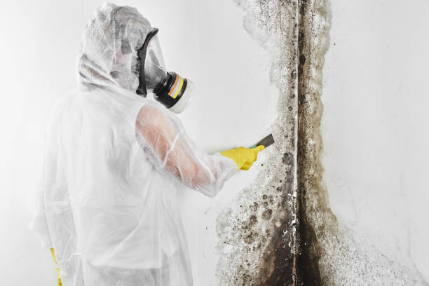 Professional Mold Removal in Old Stine, CA