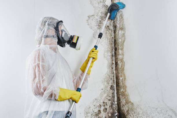 Best Mold Remediation Services  in Old Stine, CA