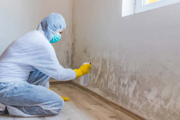 Best Commercial Mold Removal  in Old Stine, CA