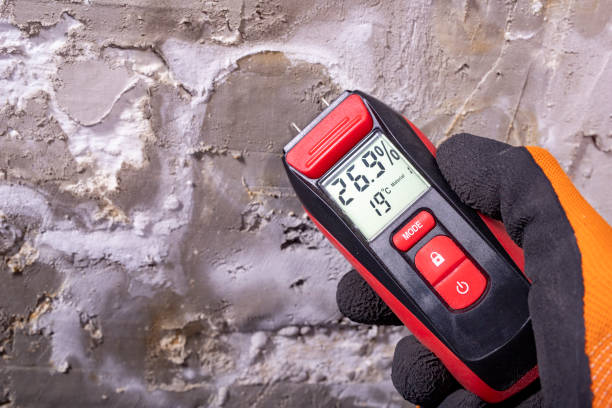 Best Same-Day Mold Removal  in Old Stine, CA