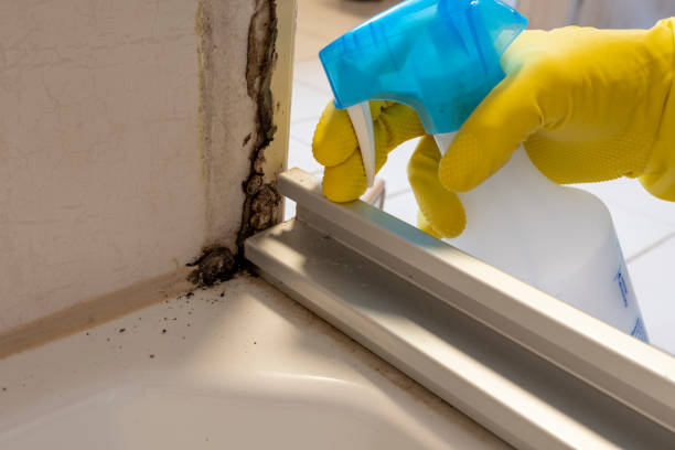 Best Toxic Mold Removal  in Old Stine, CA