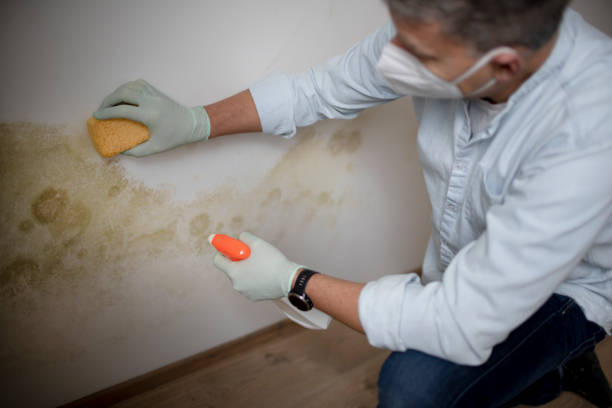 Best Toxic Mold Removal  in Old Stine, CA