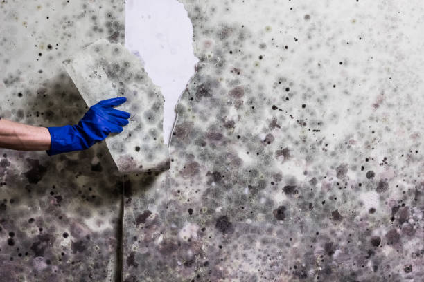 Best Professional Mold Removal  in Old Stine, CA