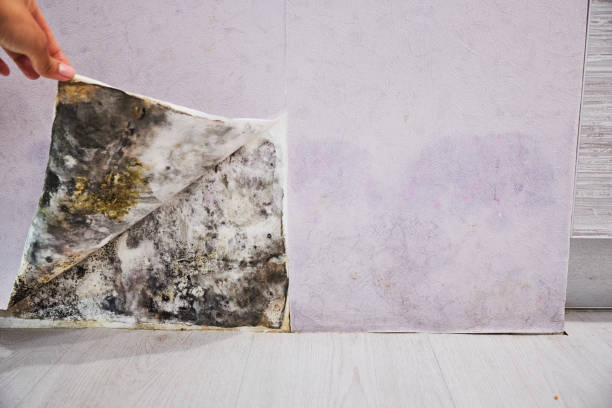 Best Emergency Mold Removal  in Old Stine, CA